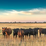 Cattle in the fields of Argentina