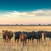 Cattle in the fields of Argentina